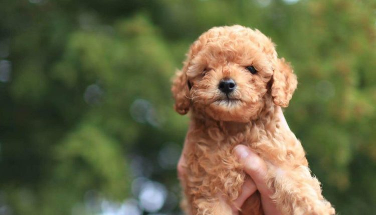 ddhpoodletoyizmir.com2